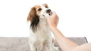 TRIXIE Nakładki na Palce Dental Care – Czyste Zęby, 50 szt.
