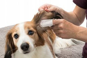 Trixie Nakładki na palce Ear Care 50szt Z odżywczym Balsamem Oczyszczającym