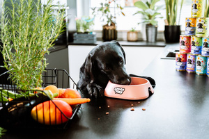Dobry Pies karma przepiórka mango kozieradka 400g