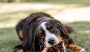 Alpha Spirit 7 Days – sucha karma dla psów 12 kg