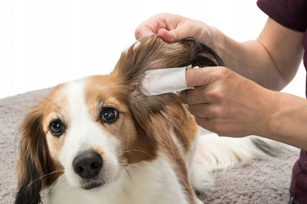 Trixie Nakładki na palce Ear Care 50szt Z odżywczym Balsamem Oczyszczającym